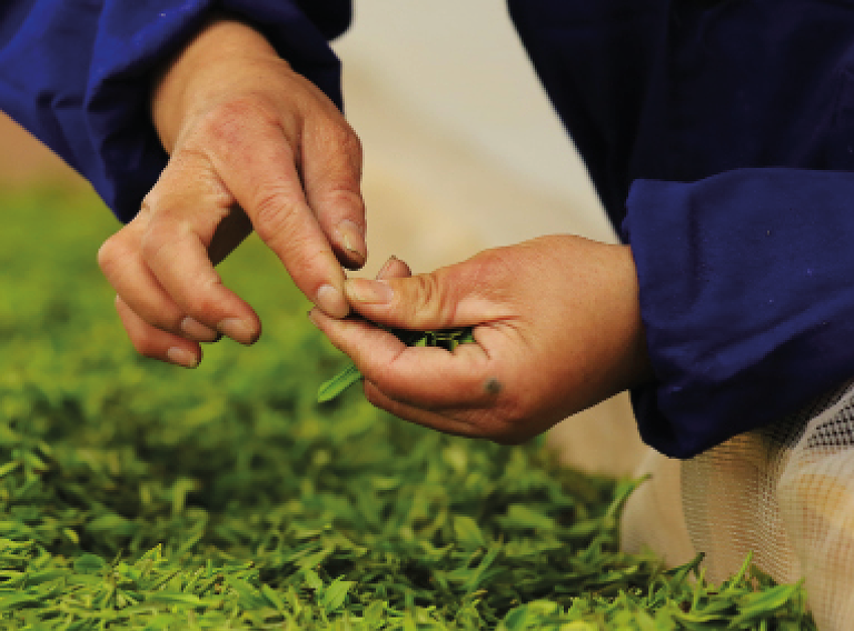 img-annual-report-ecosystems-tea