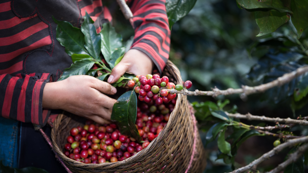 harvesting coffee beans