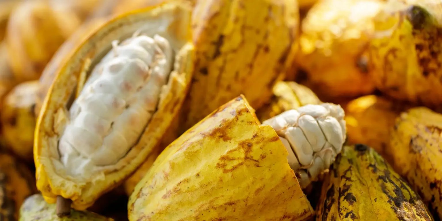 img_ecosystems_cacao